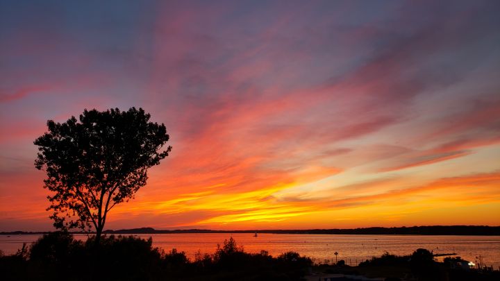 Photo of lone tree in orange sunset